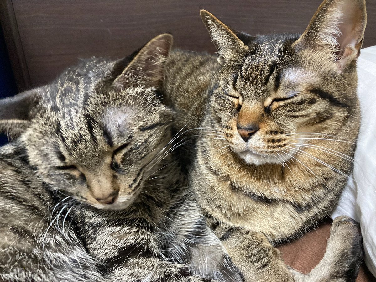 riariu05's tweet photo. 💤💤
#猫　#ねこ
#猫のいる暮らし 
#cat 
#キジトラ
#キジトラ猫 https://t.co/UzODY5NDIX
