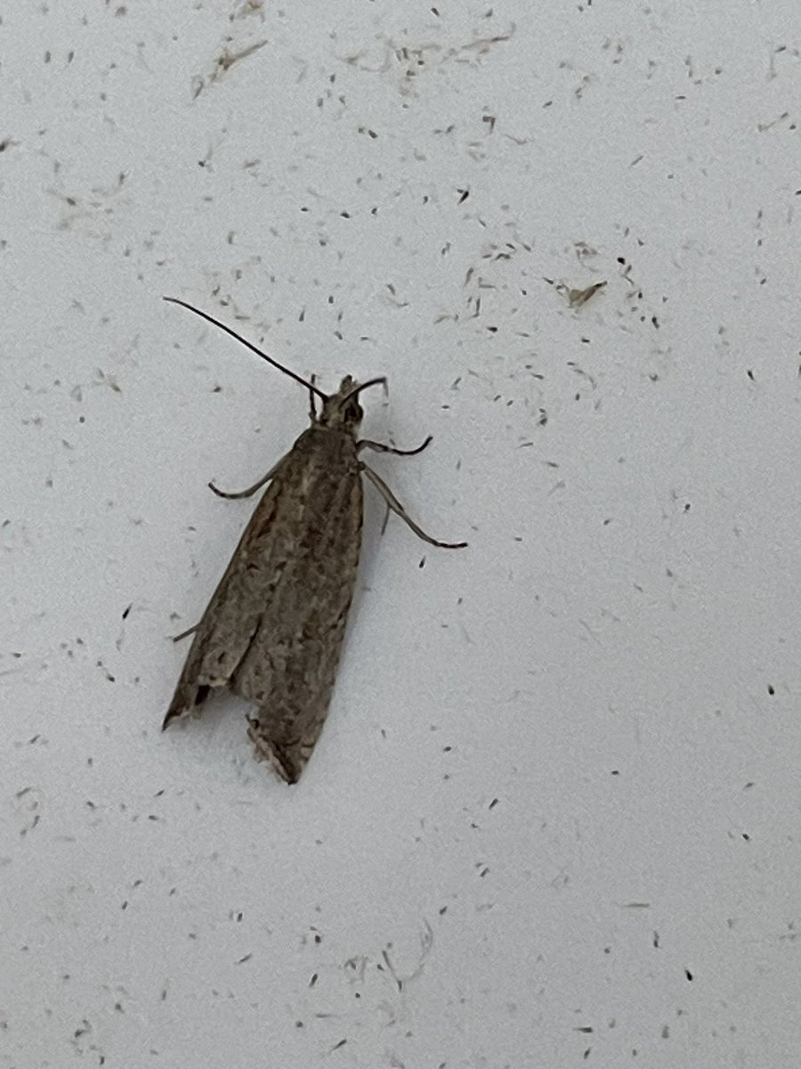 ChrisMason2's tweet photo. Could you help with these 4 please. Thought 1 &amp; 2 could be Bactra sp with 2 possibly lancealana. 3 maybe Grey Pug and no idea on 4. Many thanks. @MOTHIDUK https://t.co/Qq29O59YWo