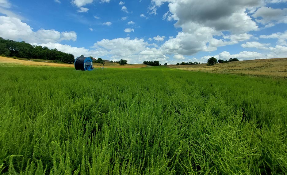 En cette période estivale d’intercampagne, focus sur la production de #semences de betteraves à sucre. Saviez-vous que la 🇫🇷 en est le premier producteur en Europe ?
Plus d’informations dans notre article cultures-sucre.com/plantes-et-pro…