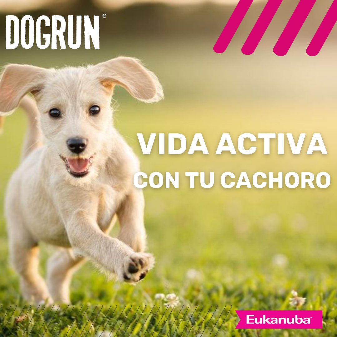 Los cachorros tienen necesidades diferentes a las de los perros adultos. 🐶
Requieren más energía para crecer fuertes y saludables, así como peoteínas de alta calidad, calcio y fósforo. 

*Nota completa:  dogrun.com.ar/notas/que-nece…

<a href="/EukanubaAr/">Eukanuba Argentina</a> Sponsor Principal  𝗗𝗢𝗚𝗥𝗨𝗡