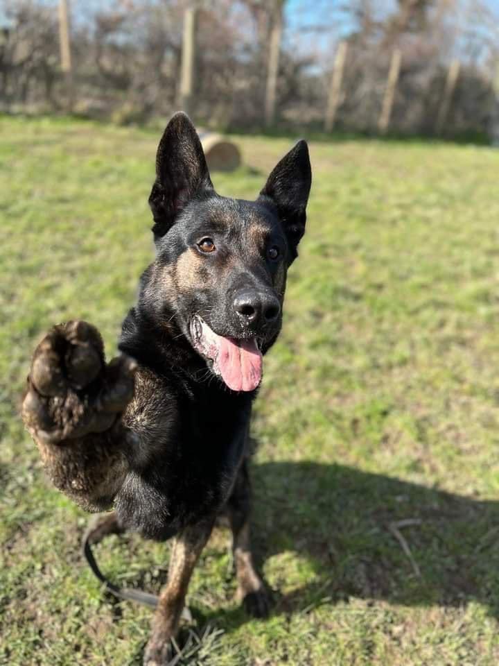 LesleyKenton's tweet photo. @0fficialtomhard we know you love dogs. Kayden has been in kennels for over 2 years, waiting for the perfect home. 
Please tell everyone to take a look at Shad’s Legacy North Wales https://t.co/bhVGG18Doo