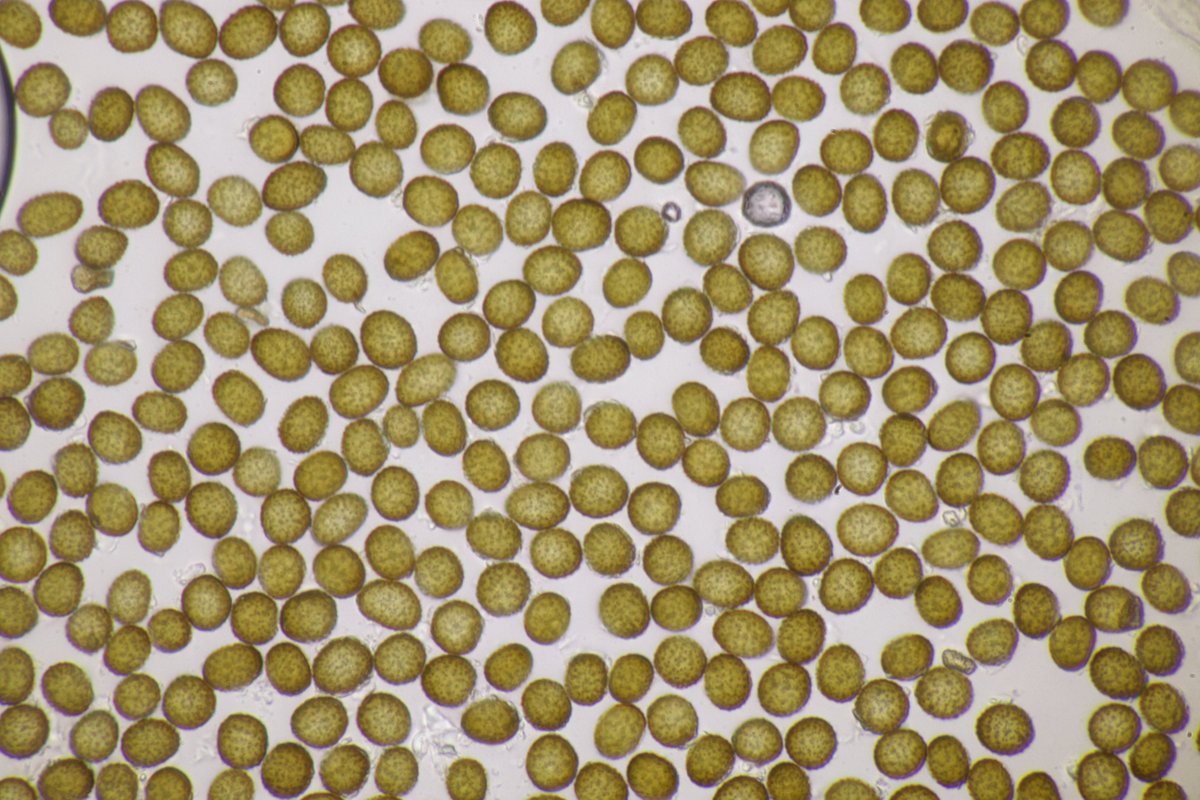 RPilze's tweet photo. Ustilago syntherismae ex Digitaria sanguinalis

#Digitariasanguinalis #Digitaria #BlutroteFingerhirse #hairycrabgrass #digitairesanguine #Ustilagosyntherismae #Ustilago #SmutFungus #Brandpilz #Smut #Brand #Phytopathology #Fungus #FungiFriends #Nature https://t.co/5kIZQMnBFy