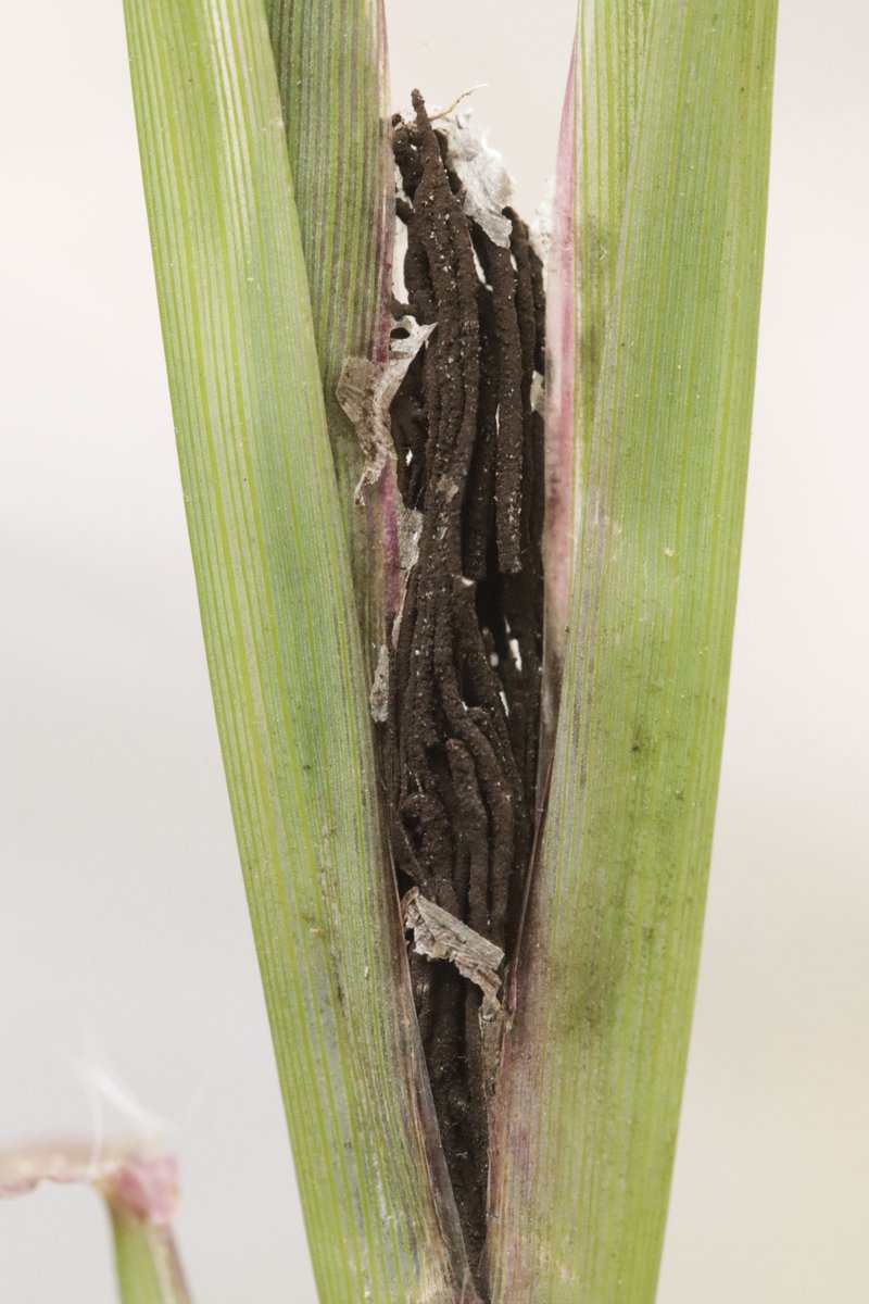 RPilze's tweet photo. Ustilago syntherismae ex Digitaria sanguinalis

#Digitariasanguinalis #Digitaria #BlutroteFingerhirse #hairycrabgrass #digitairesanguine #Ustilagosyntherismae #Ustilago #SmutFungus #Brandpilz #Smut #Brand #Phytopathology #Fungus #FungiFriends #Nature https://t.co/5kIZQMnBFy