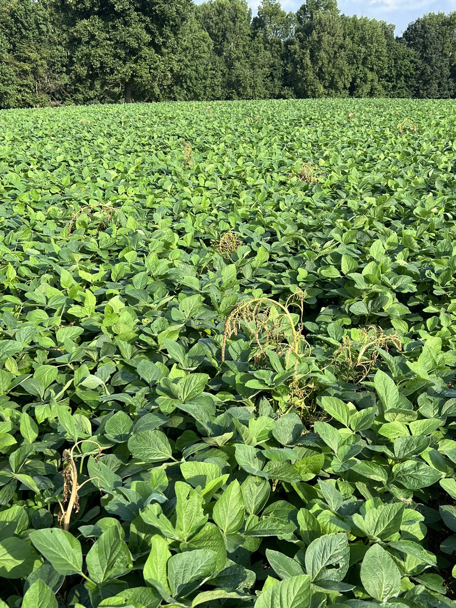 Palmer amaranth heaven in this farm. You take for granted how ferocious and persistent it is! Liberty+ Enlist one laid these escapes to bed! <a href="/corteva/">Corteva Agriscience</a> <a href="/BASFAgProducts/">BASF Ag Solutions US</a>