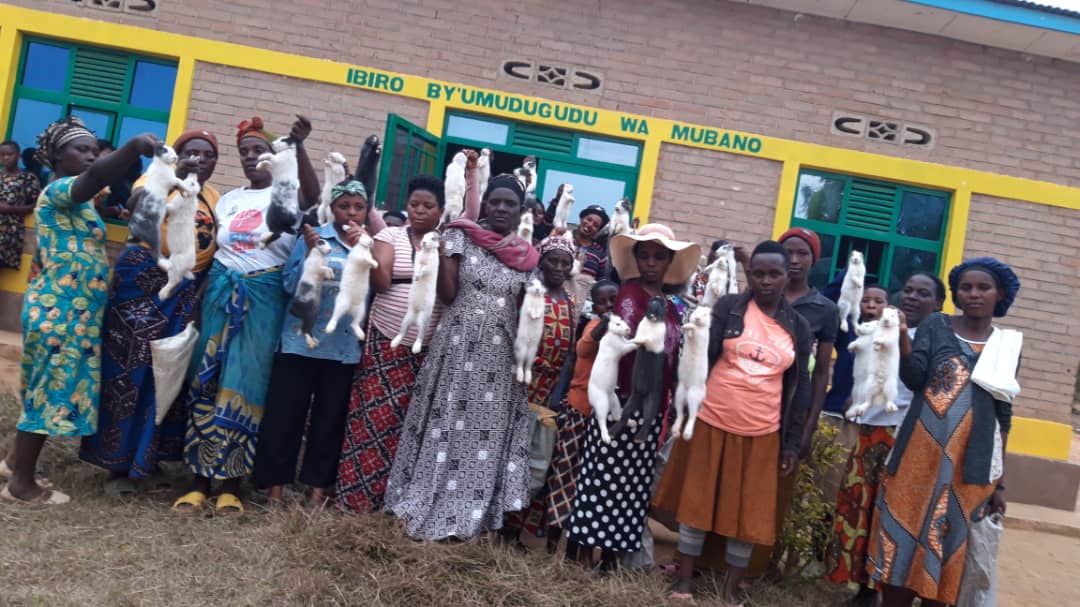 SFIRWANDA's tweet photo. Exciting news! We’ve just provided rabbits to our structured women’s groups in @MasakaSector boosting economic empowerment and creating new opportunities. Together, we’re making strides! #Empowerment #urukwavurubyarainka #SFIcommunity
@MusabyimanaY
@KicukiroDistr
@RTwiyubake https://t.co/e4PUypqQA8