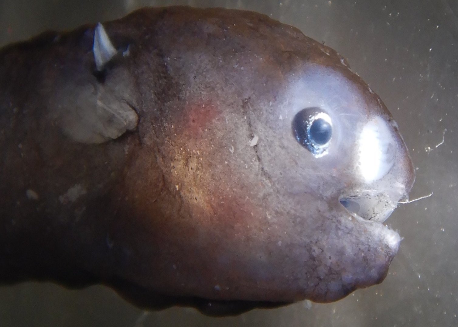 TRIAINA海洋生物研究所 on X: 
