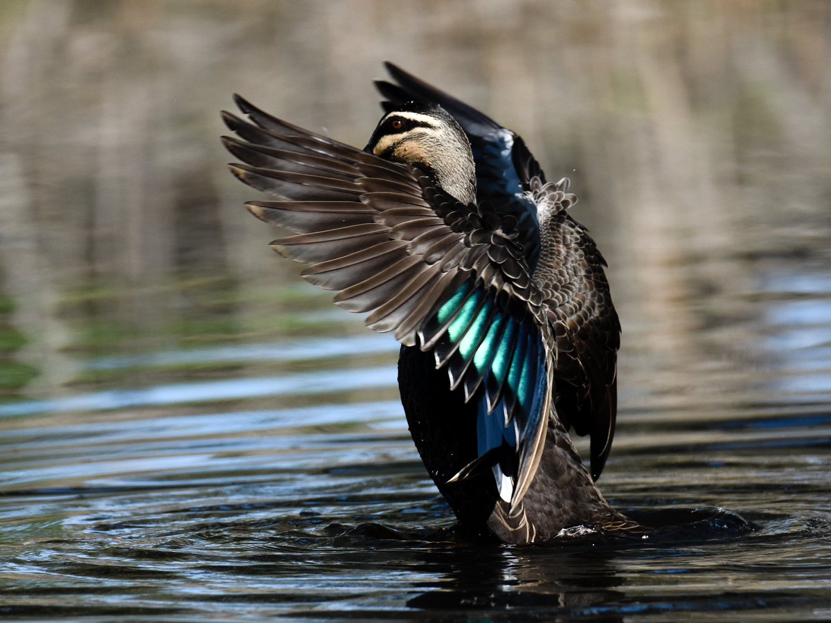 Mama Shaz’s WildLife (@shaz3mama) on Twitter photo 