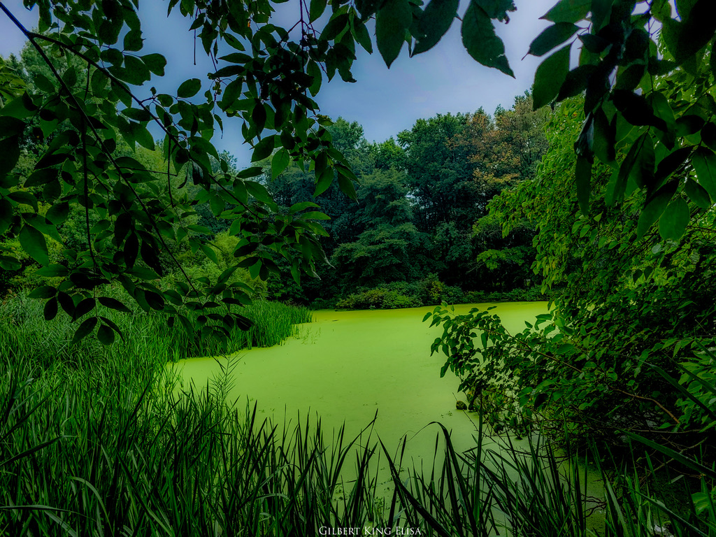 GilbertKElisa's tweet photo. Untouched
#GilbertKingElisa #PennsylvaniaNature
#PAWildlife #trees #pond
#ExplorePA #naturePhotography
#NaturePhotographyPA
#PAOutdoors
#VisitPA #NatureTherapy
#DiscoverPA
#PAStateParks
#PAWilderness
#PABeauty #Pennsylvania #nature #art #green https://t.co/rE3fNmR9xp