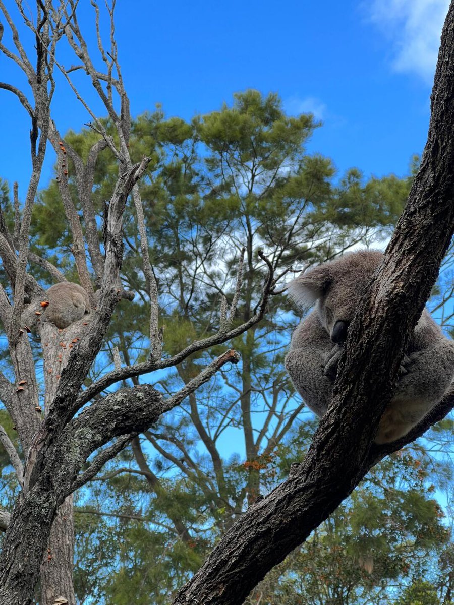 dawkins_vt's tweet photo. When your life gets too tiring, mimic these sloths by stopping to rest, build up your energy, and then move on when you have more energy!🥰🦥📸
#photography #sloth https://t.co/rAWqUGcASe