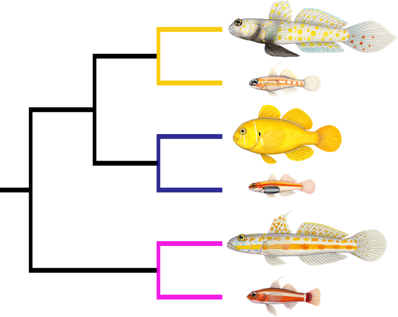 It's today!! Come see my talk at #Evol2024 at 2:45 in Comparative Biology III. I used a comparative transcriptomic approach to investigate the evolution of miniaturized body size in one of the best groups-- gobies!