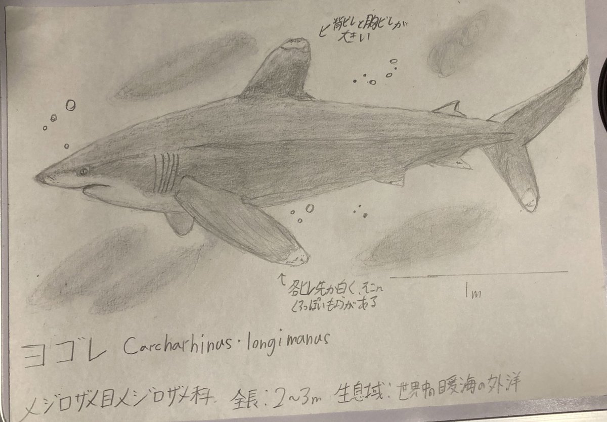 ヨゴレ（Carcharhinus longimanus）模写 完成！久しぶりにサメ描きまし