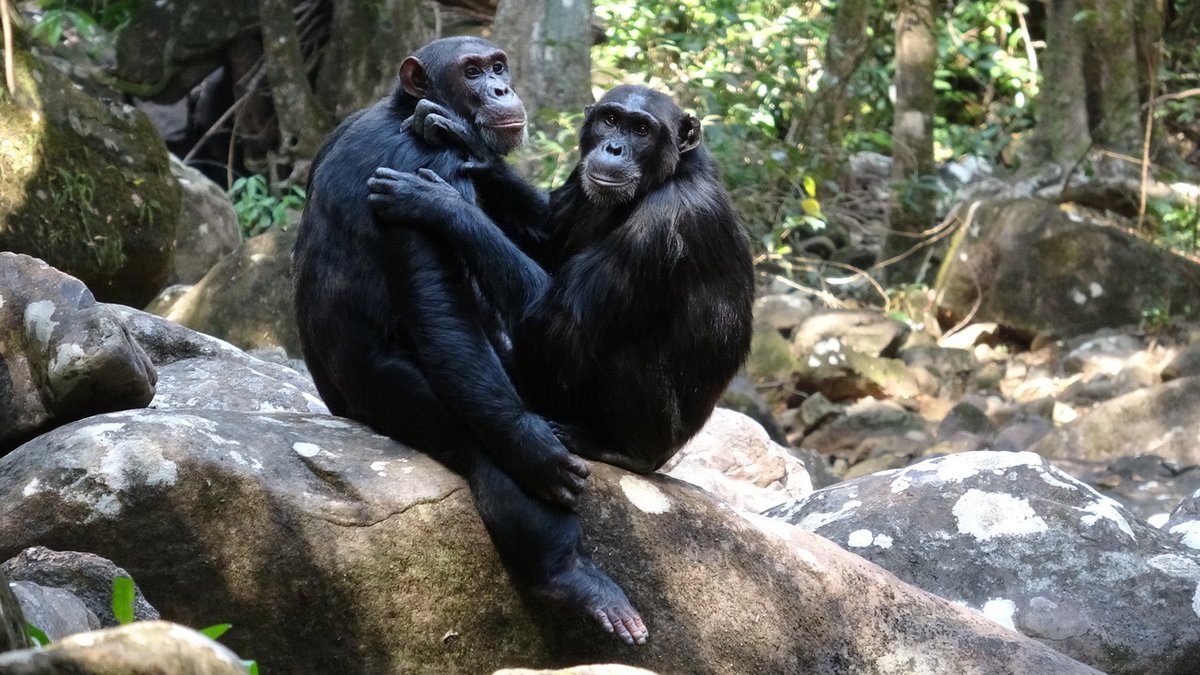 New research by <a href="/SavannaRhianna/">Rhianna Drummond-Clarke</a>, @TracyKivell &amp; colleagues, published in <a href="/AmJBioAnth/">American Journal of Biological Anthropology</a>, reveals surprising aspects of arboreal &amp; positional #behaviour in Issa Valley #chimpanzees showing how they adapt to an open habitat. <a href="/GMERC_TZ/">GMERC</a> tinyurl.com/4st7cte2 &amp; onlinelibrary.wiley.com/doi/10.1002/aj…