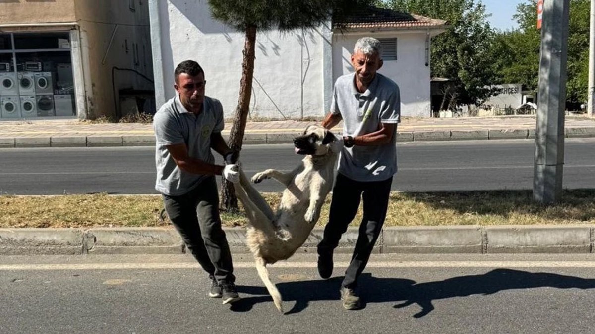 Diyarbakır da bu şekilde toplamaya başlamışlar,
Hiçbir tecavüzcüyü , pedofiliyi , cinayetçiyi bu şekilde ACIMASIZ götürdüklerini görmedim, üstelik besliyorsunuz hepsini. 

Şu fotoğrafı görüp içi sızlamayan herkesin ta amına koyim ben , sonları bu olmamalı.. #YasaDeğilCinayet