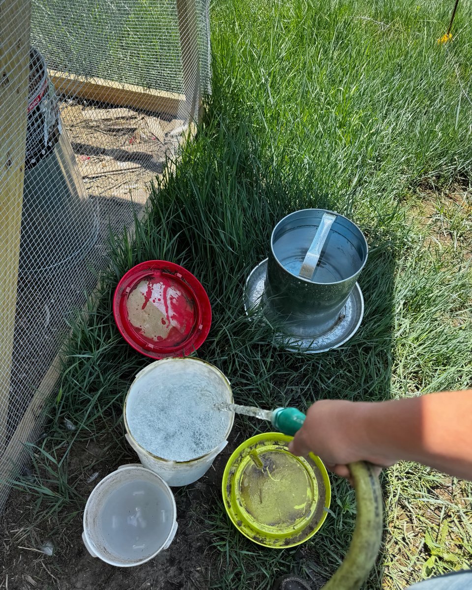 FemaleRancher's tweet photo. Checking in on my chickens this morning to see if they missed me. Bertha and Henrietta didnโt seem to care I was gone! ๐๐
#ChickenLife #FarmLife #BackOnTheFarm #BerthaAndHenrietta #FarmHumor #MorningRoutine #CountryLiving #FunnyFarm #ChickenLove https://t.co/blGa4lhrBg