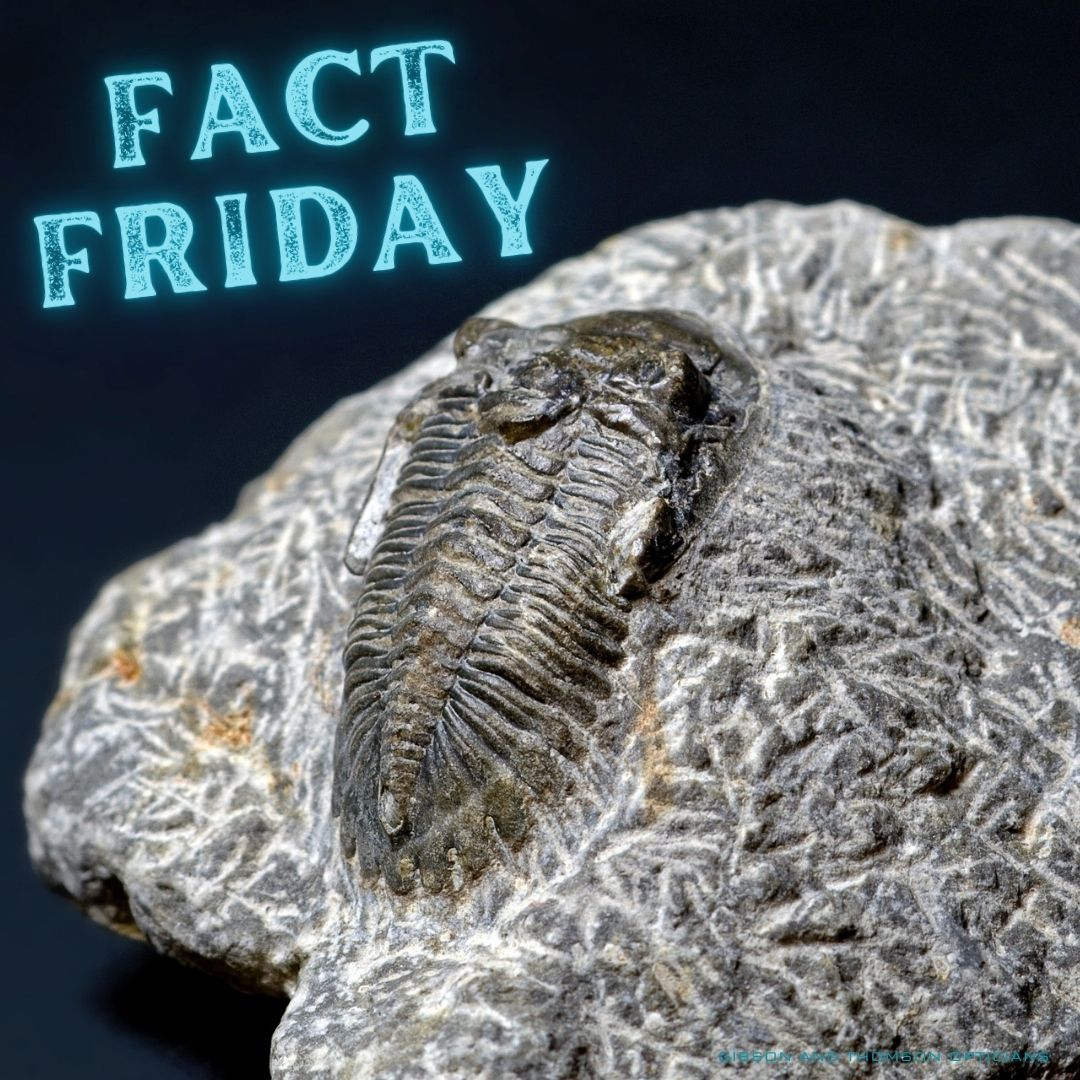 GibsonThomson's tweet photo. The very first known fossil of an eye was found in a Trilobite dating back to 530 million years ago!
#factfriday #independentopticians #optical #eye #trilobite https://t.co/fUFUBerf3B