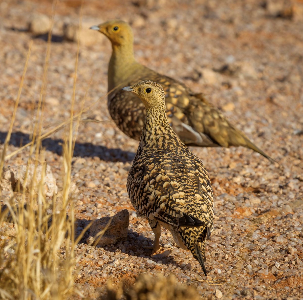 Journal of Thermal Biology (@j_therm_biol) on Twitter photo Voges, Freeman, Wolf and McKechnie doi.org/10.1016/j.jthe…
Functional role of metabolic suppression in avian thermoregulation in the heat
<a href="/Zoo_MarcFreeman/">Marc Freeman🇿🇦</a>, <a href="/UPTuks/">University of Pretoria</a>, <a href="/Fitztitute/">FitzPatrick Ins</a>, <a href="/SANBI_ZA/">SA Biodiversity</a>, <a href="/UNM/">Univ. of New Mexico</a>
📸credit: Jochen Voges (bulbul) and <a href="/Zoo_MarcFreeman/">Marc Freeman🇿🇦</a> (others) Voges, Freeman, Wolf and McKechnie doi.org/10.1016/j.jthe…
Functional role of metabolic suppression in avian thermoregulation in the heat
<a href="/Zoo_MarcFreeman/">Marc Freeman🇿🇦</a>, <a href="/UPTuks/">University of Pretoria</a>, <a href="/Fitztitute/">FitzPatrick Ins</a>, <a href="/SANBI_ZA/">SA Biodiversity</a>, <a href="/UNM/">Univ. of New Mexico</a>
📸credit: Jochen Voges (bulbul) and <a href="/Zoo_MarcFreeman/">Marc Freeman🇿🇦</a> (others)