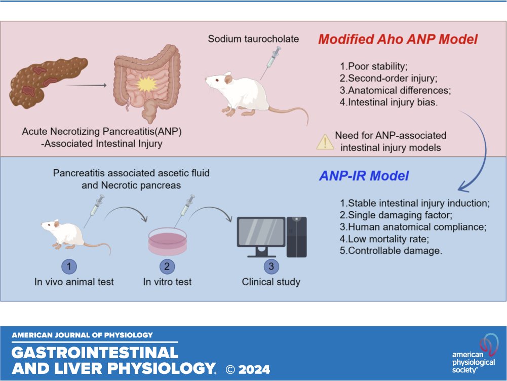 ajpgi's tweet photo. #OpenAccess New research by Haojie Jiang et al. on acute necrotizing pancreatitis-associated #IntestinalInjury &amp; the discovery of the HIPPO signaling pathway mechanism!

https://t.co/K5XAHMyOPm

#AcuteNecrotizingPancreatitis #RatModel #PancreatitisAssociatedAscitesFluid https://t.co/PxqXzFyANN