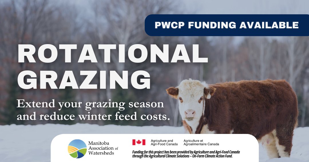 MB_Watersheds's tweet photo. Interested in extending your grazing season and reducing winter feed costs?
Explore the benefits of rotational grazing https://t.co/ekWtwOPdIx
#rotationalgrazing #PWCP #OFCAF #AAFC #MBWD #Watersheds #manitobawatersheds #SustainableAgriculture #beneficialmanagenentpractice https://t.co/ghbbUe6ktt