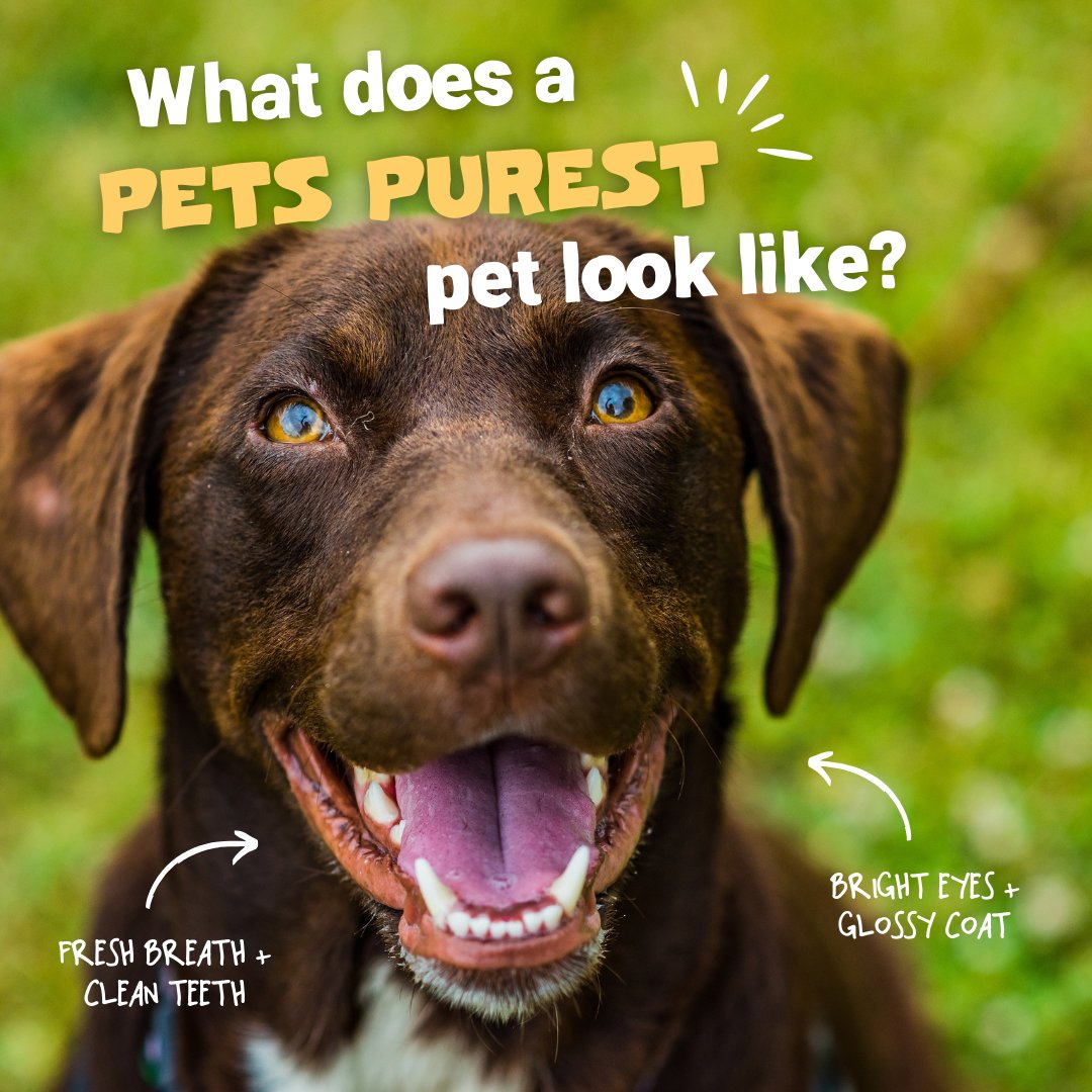 Pets Purest tweet media