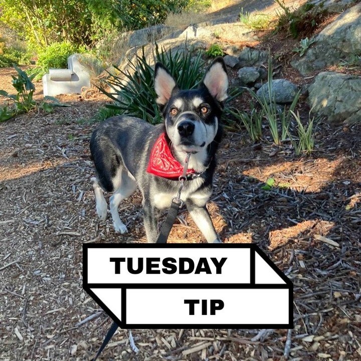 So, you're telling me I've got to pick between a face Halti and a Gentle Leader? It's like choosing between a snout hug and a head hug for your pooch! I say, why not have both? Or better yet, just master the art of the slip lead. It's all about that doggy fashion, baby!