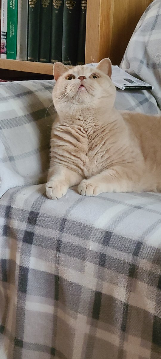 CATE has succesfully moved from Ravencoin to Evrmore carrying out an airdrop over the last few days that is now complete.

 All ravencoin holders wallets have received the same amount of CATE on the EVR chain as one had previously.  Standby for more exciting news #evr #evrlight