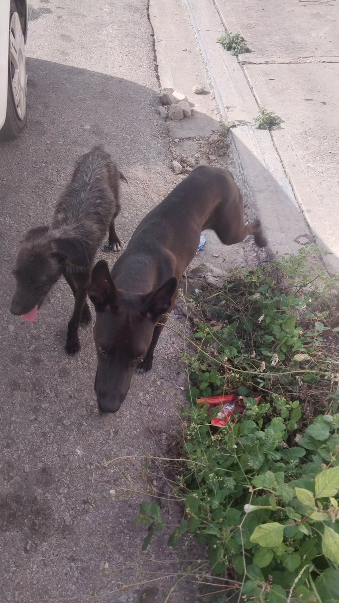 MargaritaPets's tweet photo. Estos 2 perritos llegaron desde el taller buscando comida. Están llenos de garrapatas. Si alguien tiene Bravecto que pueda donarnos. Hablamos con el señor del taller, es un persona de escasos recursos, nos dijo que les daba las sobras de comida cuando quedaba.... https://t.co/LTL8N0l0fQ