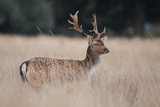 August represents a prelude of things to come. Peter Jones offers some advice on how to approach the weeks ahead. countydeerstalking.co.uk/blog/august-a-…
