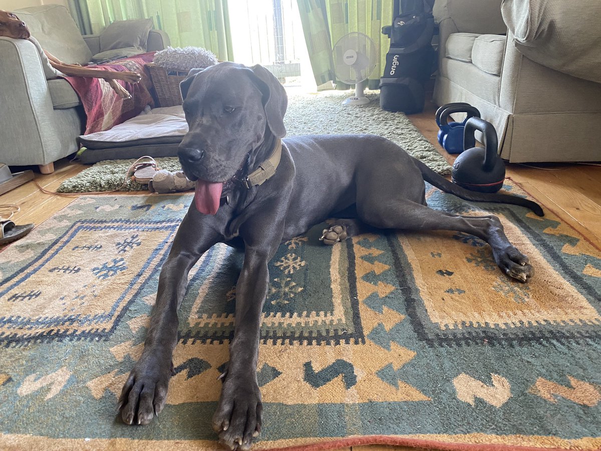 Mark A. Pritchard (@markapritchard) on Twitter photo Dogs are planning to unionise. āNo hot dogs without Hot Dogs⦠and force <a href="/NFIceCream/">New Forest Ice Cream</a> to make Squirrel flavourā¦ā seems to be the gist of it.
#greatdane Dogs are planning to unionise. āNo hot dogs without Hot Dogs⦠and force <a href="/NFIceCream/">New Forest Ice Cream</a> to make Squirrel flavourā¦ā seems to be the gist of it.
#greatdane