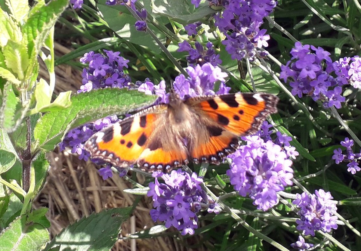 LacroixLaval's tweet photo. 🦋Le saviez-vous ?
Les #papillons sont des pollinisateurs efficaces. En plus de leur aspect coloré, ils sont des indicateurs de la bonne santé de leur milieu !
🍃Découvrez quelques clichés d'un papillon Machaon et d'une Belle-Dame, présents au @LacroixLaval https://t.co/JkA2L77v7g