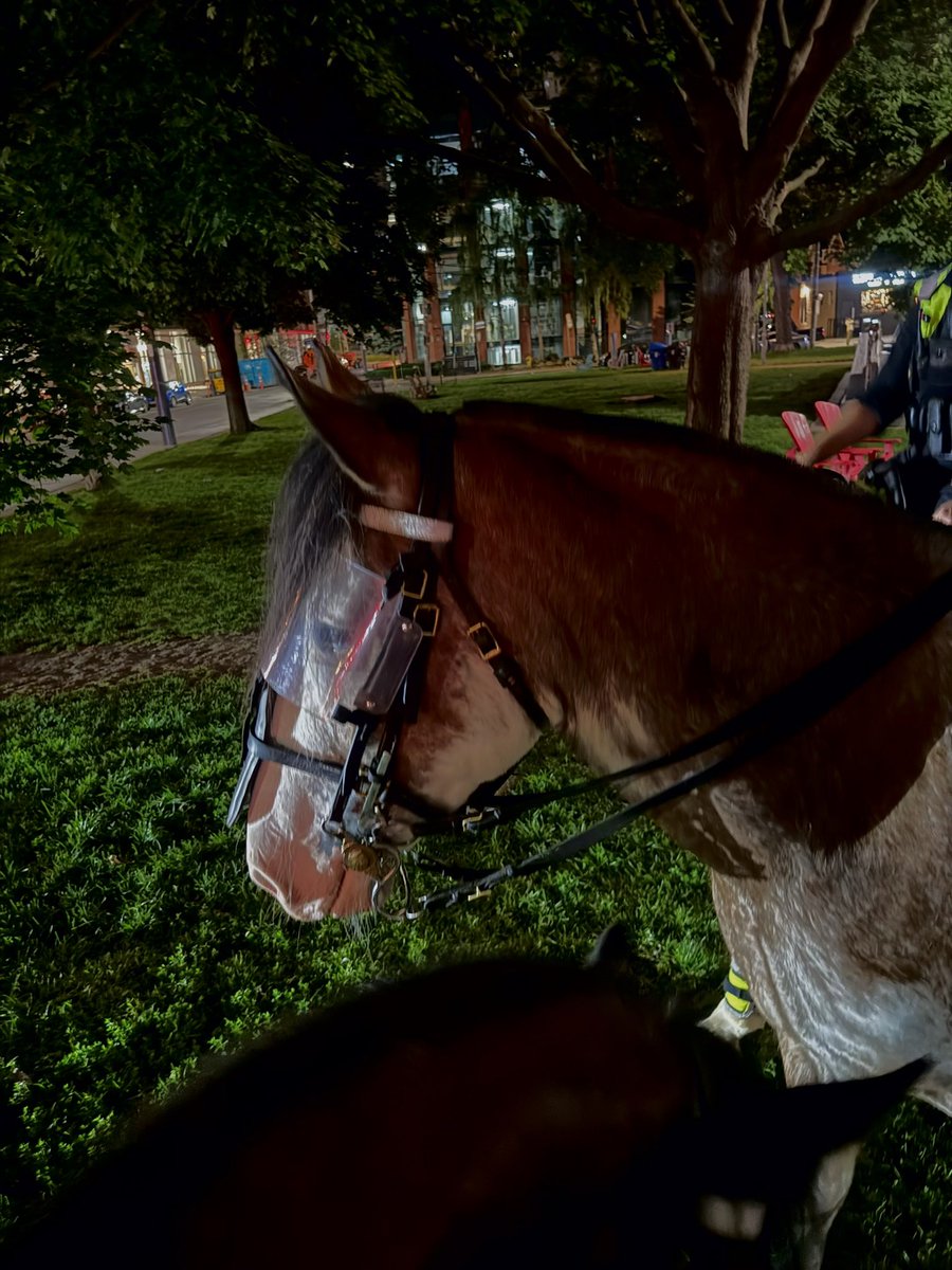 TPSMounted's tweet photo. #PHHarlo worked the Entertainment District this past weekend. We paired this young rookie with one of our best #PHQueen to show him the ropes. Happy to report he was great!#midnightshift #rookie #policehorse #torontomounted https://t.co/QXHbcLTln5