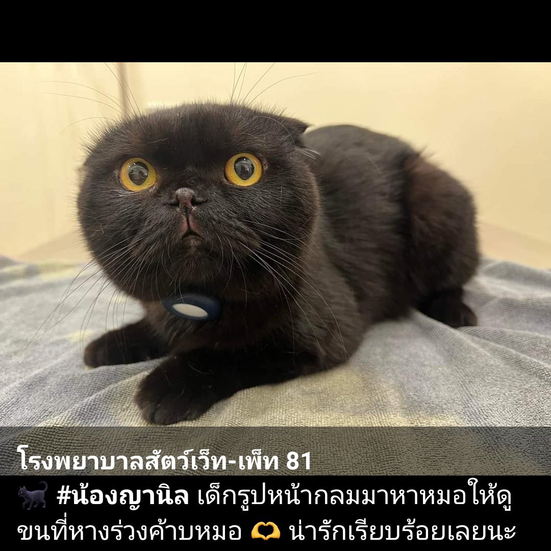 thip_boonnada's tweet photo. เด็กหน้ากลม &amp; ก็หน้ากลมแต่รมณ์บ่จอย🤣🤣🤣🐈‍⬛🐈‍⬛ #kachanontanun #kachacat33 #ninintheroom https://t.co/BD7upM8NbD