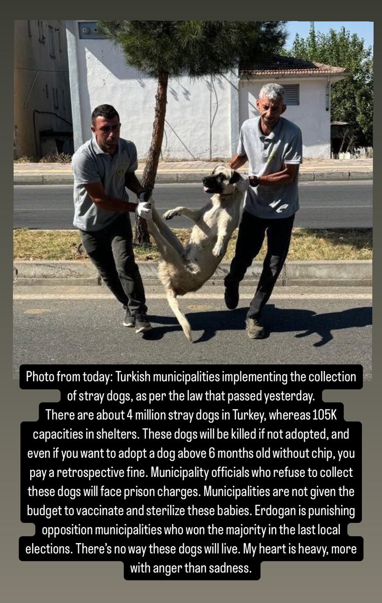 Turkey passed “massacre law” to collect stray dogs. #yasayıgeriçek #takebackthelaw