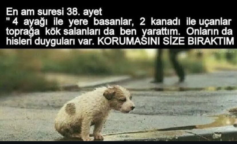 Ağzından din ve imanı eksik etmeyenlere soralım bakalım, ne diyorlar?  Vicdanını paraya tercih edenlere ve özellikle küfür eden maaşlı trollere soruyorum! #YasaDeğilCinayet #YasayiGeriCek