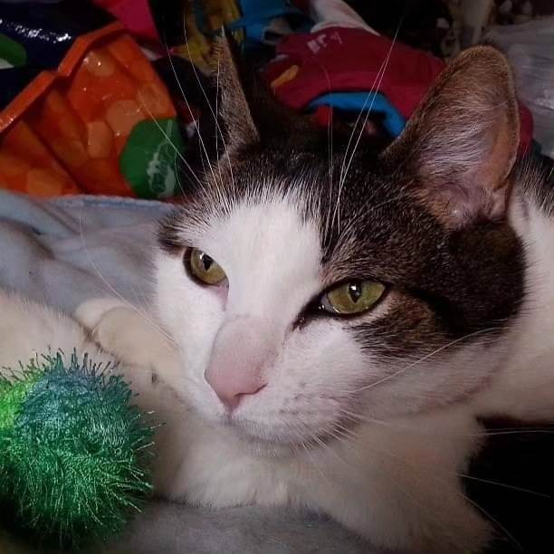 CatCheezeburger's tweet photo. Remembering my sweet, gentle, brave boy Tony Cat on his #RainbowBridge Day. I miss you and love you Tone Tone. 7.29.2018
🌈Mr. Jingles
🌈Tony Cat
🌈Cheezeburger
🌈Cheeseburger
#catoftheday
#TonyCat
#MrJingles
#CheezeburgerTheCat
#CheeseburgerTheCat
#catsoftwitter https://t.co/LhwRmzJamn