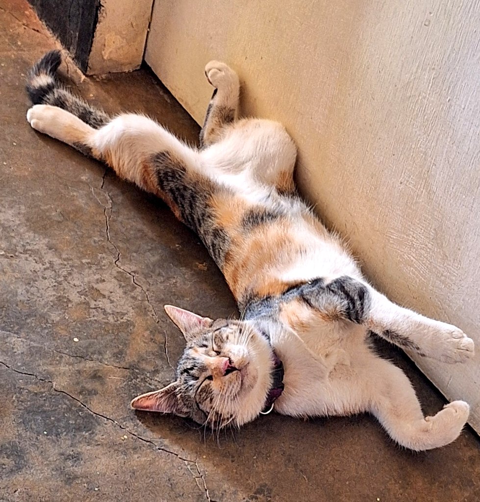 Katrina y sus preocupaciones...🐱