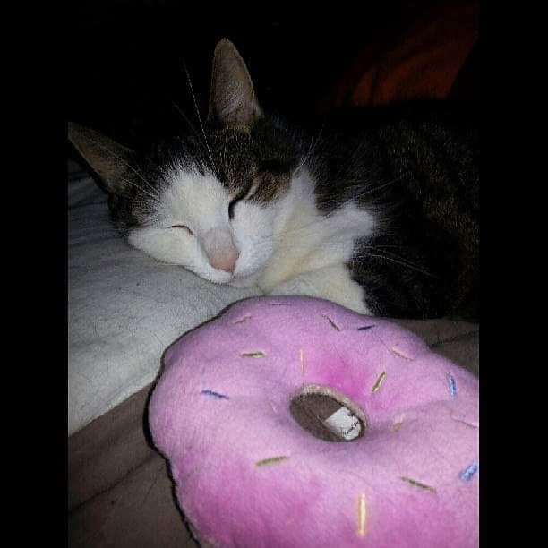 CatCheezeburger's tweet photo. Remembering my sweet, gentle, brave boy Tony Cat on his #RainbowBridge Day. I miss you and love you Tone Tone. 7.29.2018
🌈Mr. Jingles
🌈Tony Cat
🌈Cheezeburger
🌈Cheeseburger
#catoftheday
#TonyCat
#MrJingles
#CheezeburgerTheCat
#CheeseburgerTheCat
#catsoftwitter https://t.co/LhwRmzJamn
