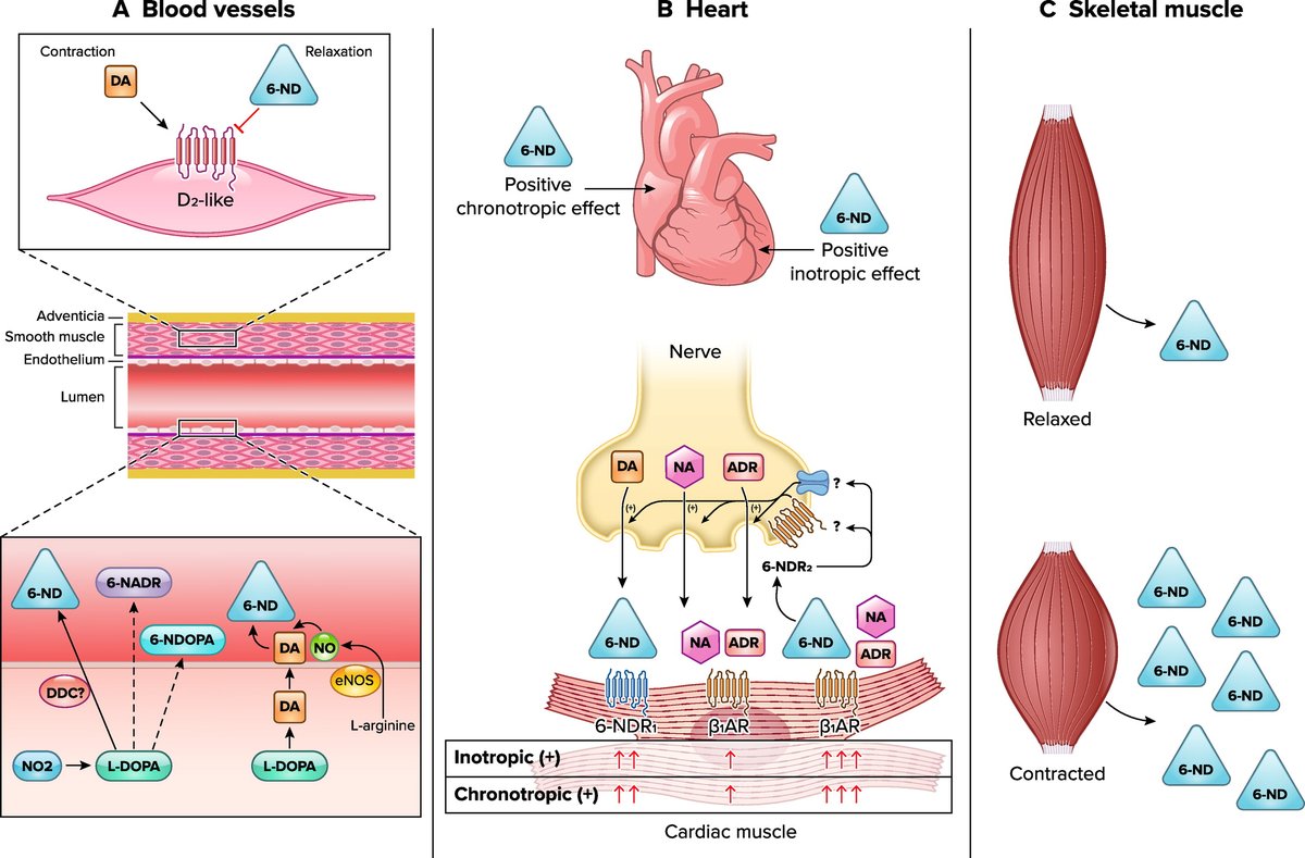 Physiology (APS Journal) (@physiol_journal) on Twitter photo Trending Research:
In this compelling review, Roberto Zatz & <a href="/GilbertodeNucci/">Gilberto De Nucci</a> examine isolated #vascular tissues and propose that #catecholamines contribute more to the control of vascular tone & heart functions than once thought.
👉doi.org/10.1152/physio… Trending Research:
In this compelling review, Roberto Zatz & <a href="/GilbertodeNucci/">Gilberto De Nucci</a> examine isolated #vascular tissues and propose that #catecholamines contribute more to the control of vascular tone & heart functions than once thought.
👉doi.org/10.1152/physio…