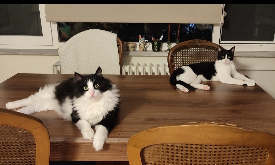 Murphyli Minnoş 🐼 🦝❤️🧑‍🏫 tweet media