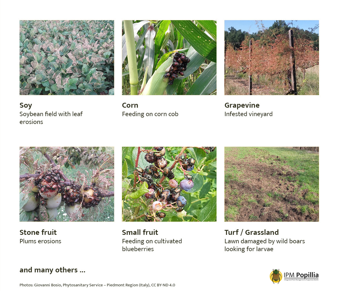 Did you know that the invasive #JapaneseBeetle feeds on over 400 different host plants? Find our list of all host plants of #PopilliaJaponica on our website: popillia.eu/about-the-japa…

More information about the beetle can be downloaded here: popillia.eu/downloads