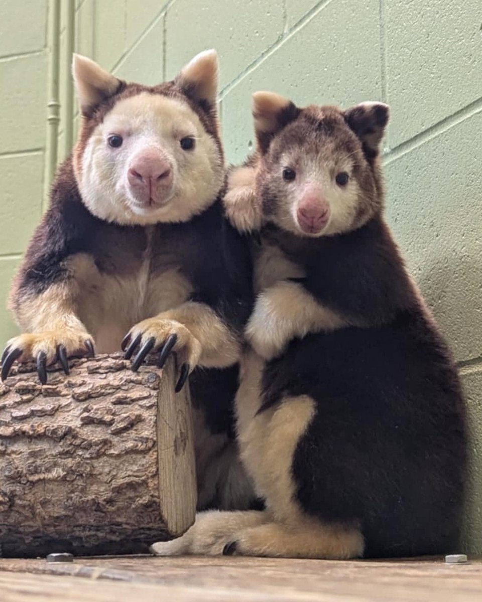 米カンザスシティ動物園のアカキノボリカンガルー オビちゃんおっきく