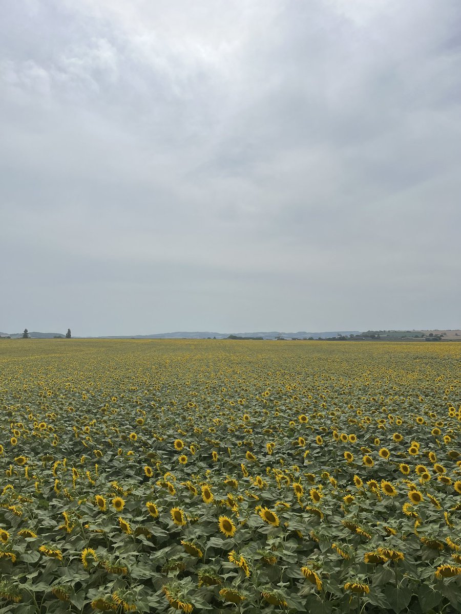 Bruno Grand_MAS Seeds (@brunogrand1) on Twitter photo 1ère année en culture pour la nouveauté Tournesol Oléique 🌻MAS 910OL🌻 de chez <a href="/MASseedsfrance/">MAS Seeds France</a>
Une variété inscrite en France, dont l’excellente qualité d’implantation satisfait les agriculteurs et qui est même validée par nos amies les abeilles 🐝 😜
#abeille #tournesol 1ère année en culture pour la nouveauté Tournesol Oléique 🌻MAS 910OL🌻 de chez <a href="/MASseedsfrance/">MAS Seeds France</a>
Une variété inscrite en France, dont l’excellente qualité d’implantation satisfait les agriculteurs et qui est même validée par nos amies les abeilles 🐝 😜
#abeille #tournesol