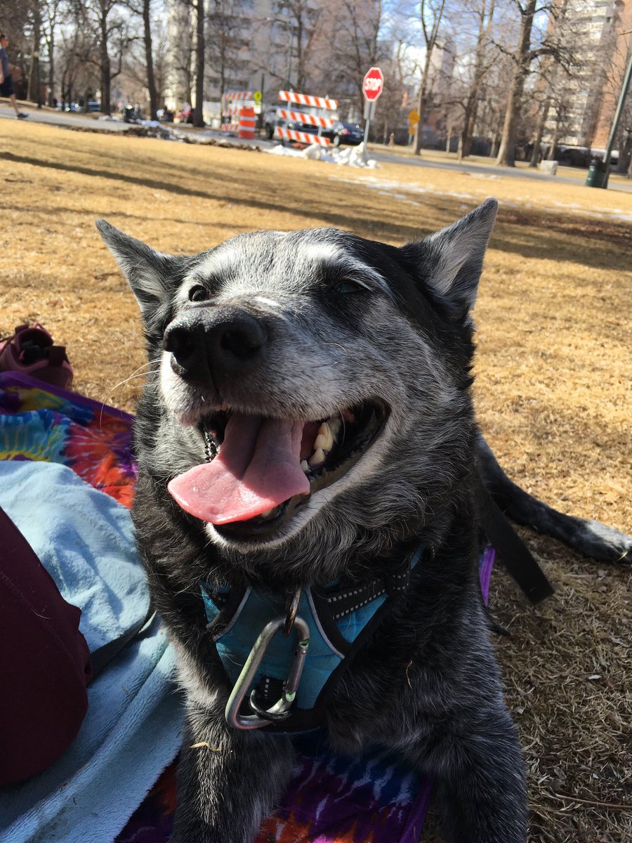 Lost my dog of 13 years yesterday. I’ve had her since she was a puppy and was so honored to be the one she spent her whole life with.

I wish you all could have met her. 😭💔