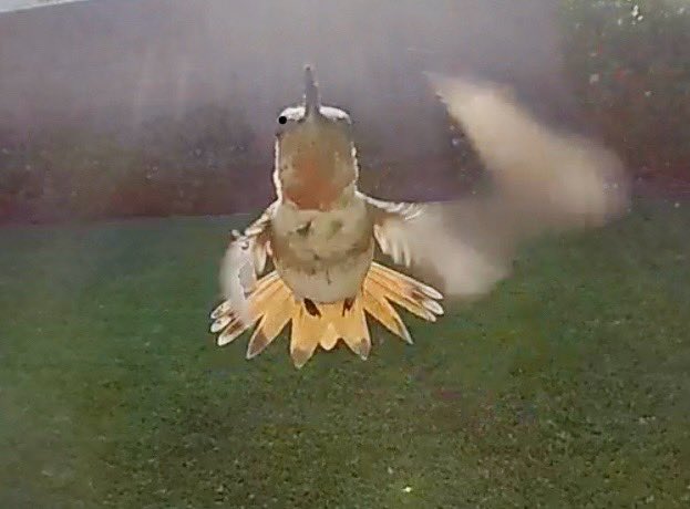 Hummingbirds love my garden. Pausing a flyby at the outdoor camera!