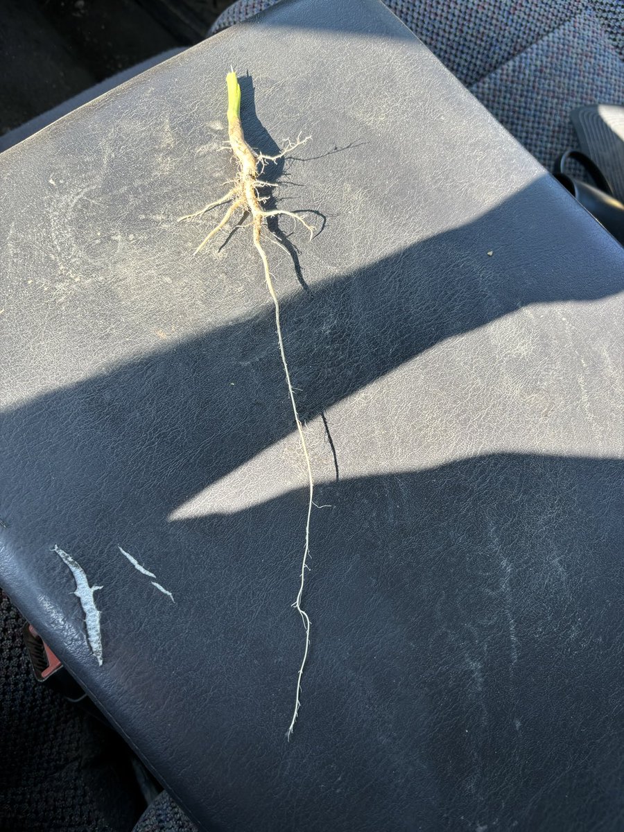 arrowhead_soil's tweet image. Just out checking crops pulled this canola plant.  Look at the root on that all the fine hairs pulled off as I was not digging roots.   That will help with any soil compaction. #healthysoils #Arrowmax #spoonfeed #plant24