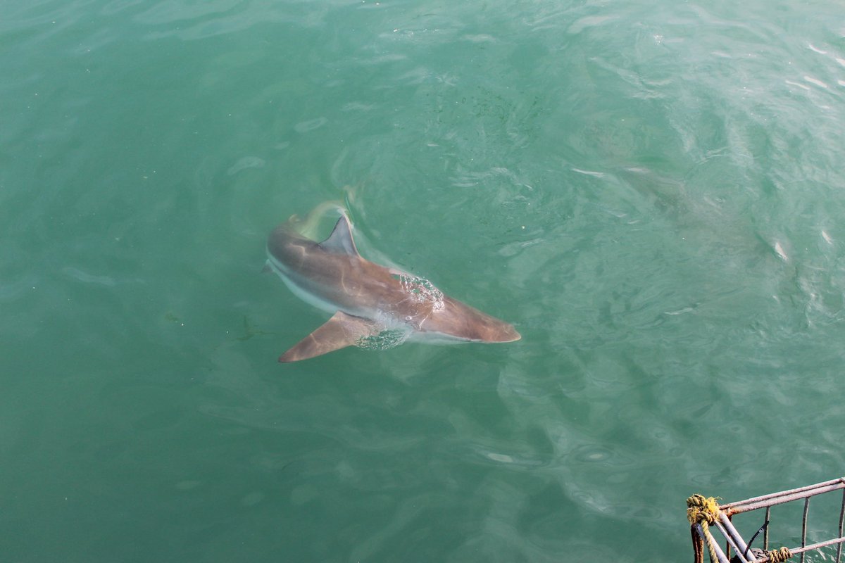 White Shark Projects (@wsprojects) on Twitter photo We are super excited to head out to sea again tomorrow after another bout of bad weather! π¨βοΈ
Book now +27 76 245 5880 or email bookings@whitesharkprojects.co.za ππ¦
#whitesharkprojects #bronzewhaler #shark #sharkcagediving #gansbaai #adventure #travelafrica We are super excited to head out to sea again tomorrow after another bout of bad weather! π¨βοΈ
Book now +27 76 245 5880 or email bookings@whitesharkprojects.co.za ππ¦
#whitesharkprojects #bronzewhaler #shark #sharkcagediving #gansbaai #adventure #travelafrica