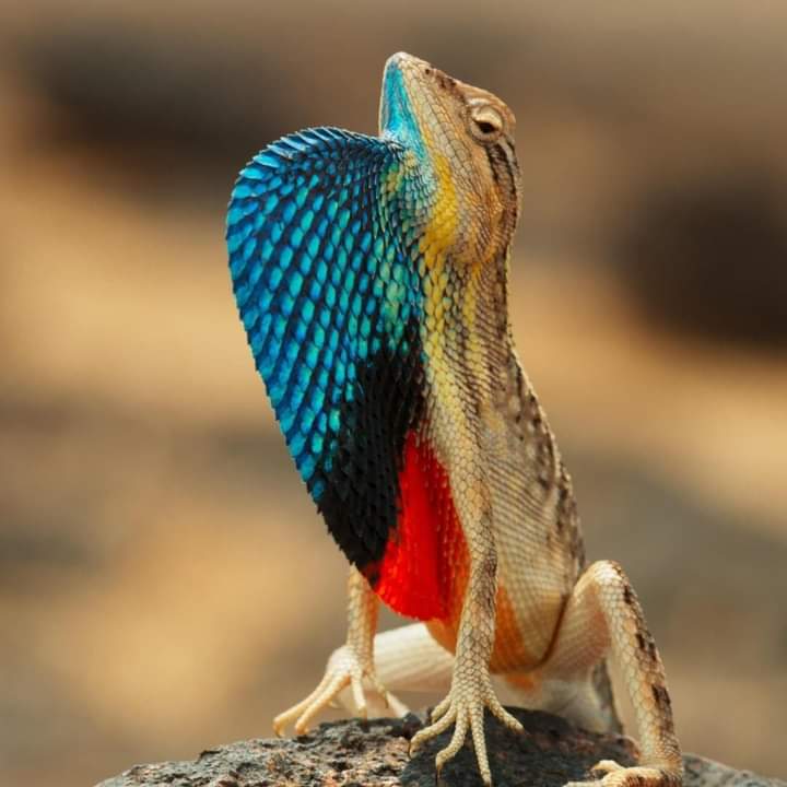 Have you seen a colourful lizard?

This is Sarada superba!