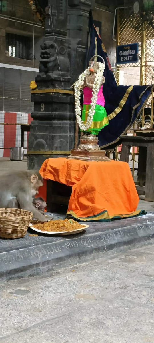 APNSWAMY's tweet photo. ஸ்ரீமத் ராமாயண மூல பாராயணம் இன்று 30/7/24 எதிர்பார்த்த விருந்தினருடன்
கிஷ்கிந்தா காண்டம் ஆரம்பிக்கப்பட்டது.ஒரு குரங்கு தன் குழந்தையுடன் வந்து பெருமாளிடம் வைகப்பட்ட பிரசாதத்தை  தானும் சாப்பிட்டு விட்டு, தன் குழந்தைக்கும் ஊட்டிவிட்டது.
#ramayana #moolaparayanam #Kishkindha #hanuman https://t.co/ibARVlXRYc