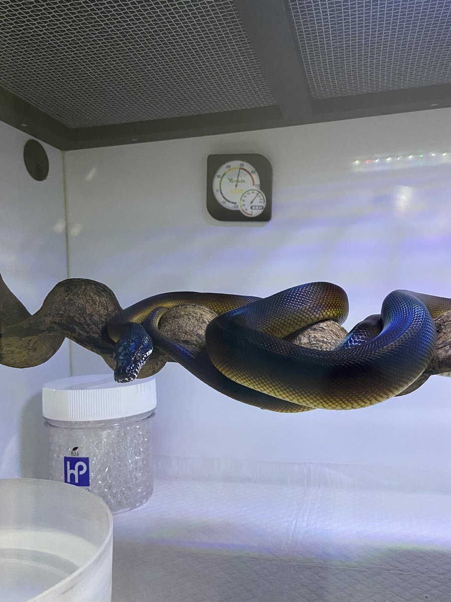 salt_Python_31's tweet image. 今日も仕上がってるね😎