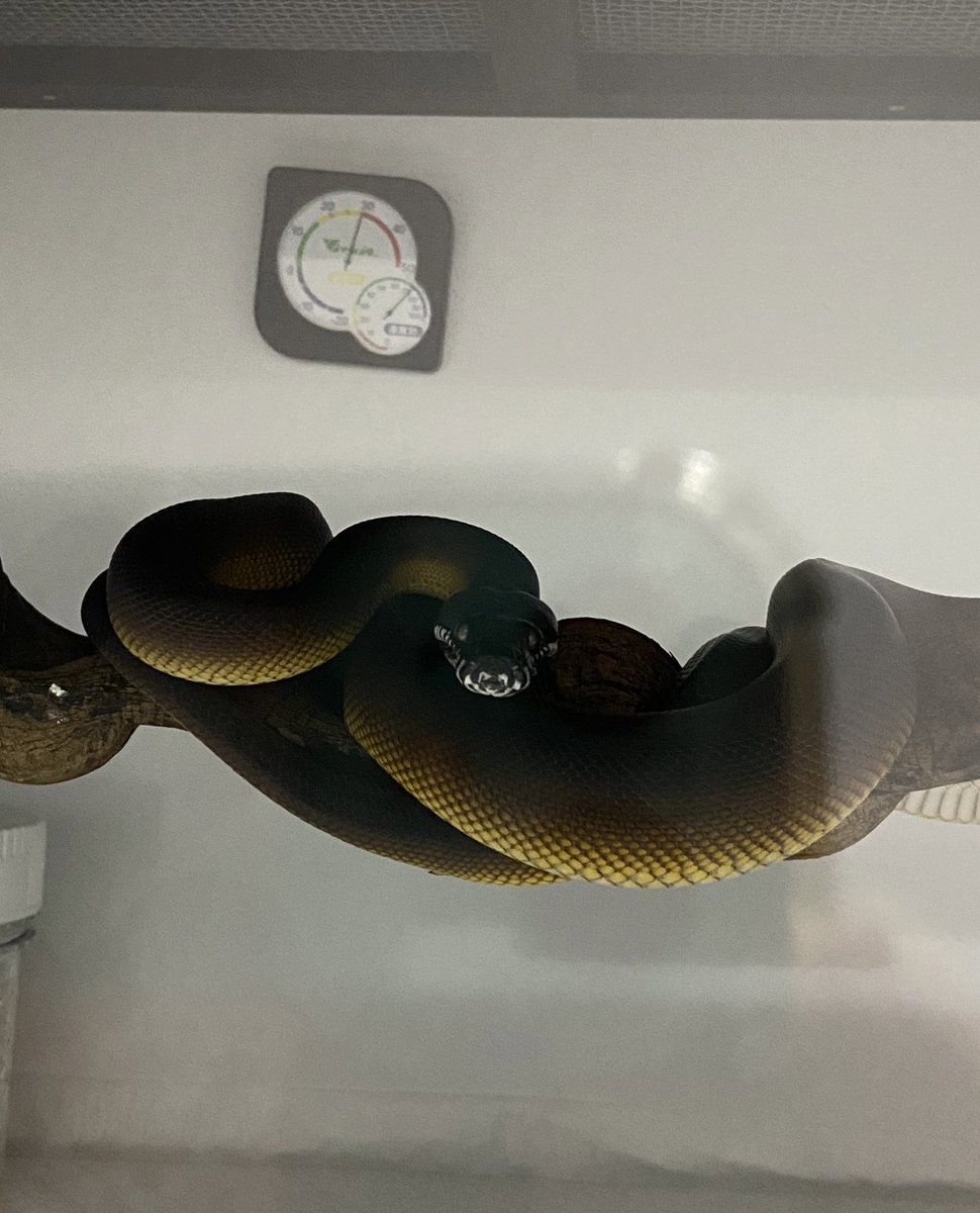 salt_Python_31's tweet image. 今日も仕上がってるね😎