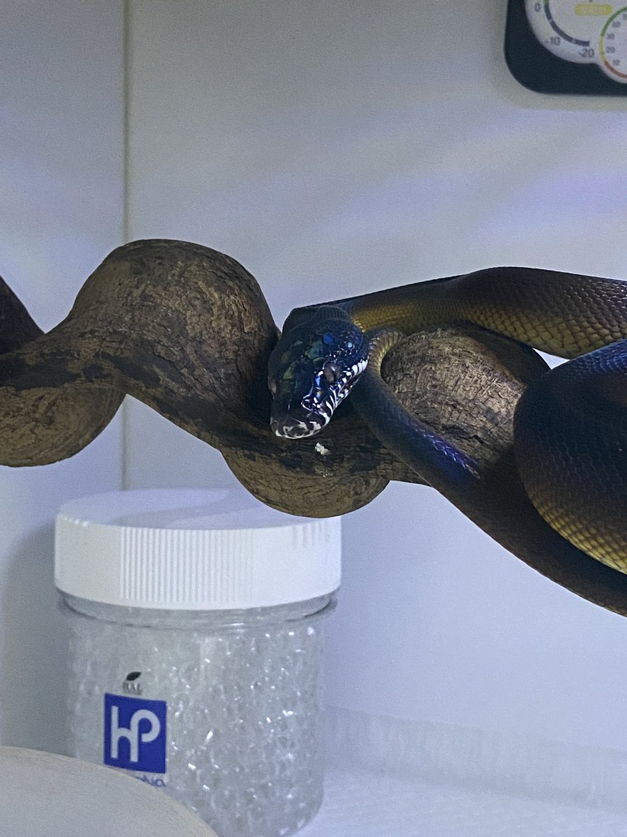 salt_Python_31's tweet image. 今日も仕上がってるね😎